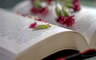 Petals laying on a book