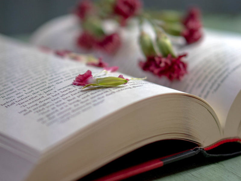 Petals laying on a book